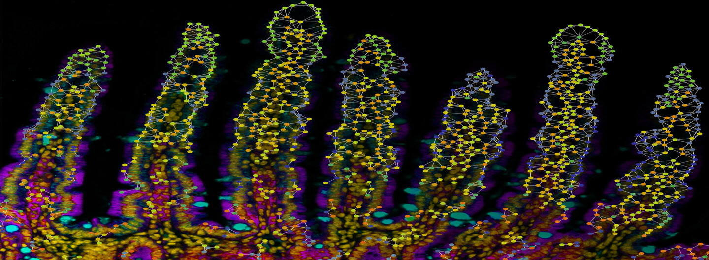 Tissue-resident memory CD8 T cell diversity is spatiotemporally imprinted